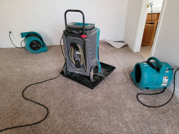 Best Mold removal after water damage  in Buchanan, MI