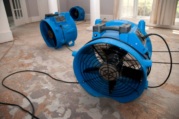 Best Carpet water damage restoration  in Buchanan, MI
